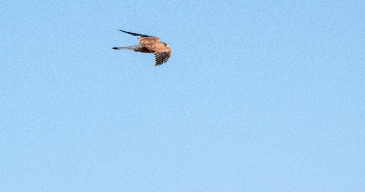 tårnfalk - ML646876372