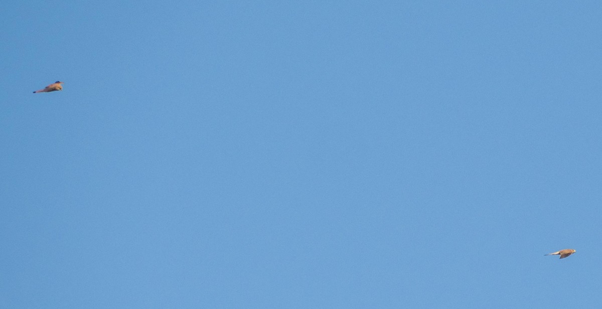 tårnfalk - ML646876373