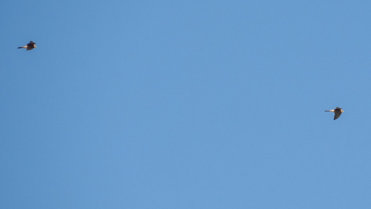 tårnfalk - ML646876374