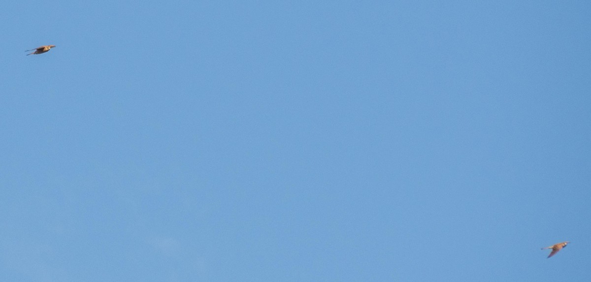 tårnfalk - ML646876375