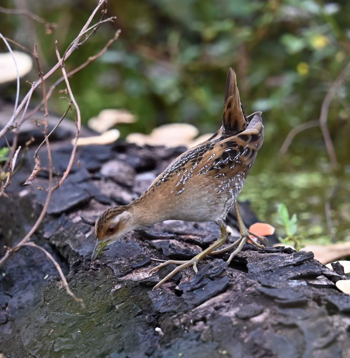 Погоныш-крошка - ML646876380