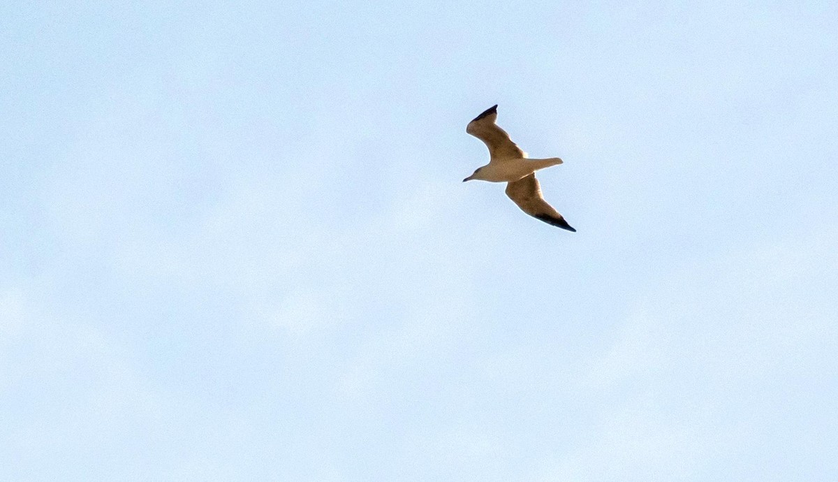 Kaio hankahoria - ML646876381