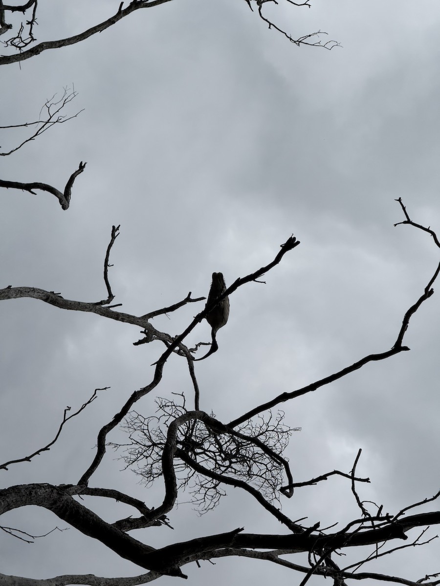 Australian Ibis - ML646876382