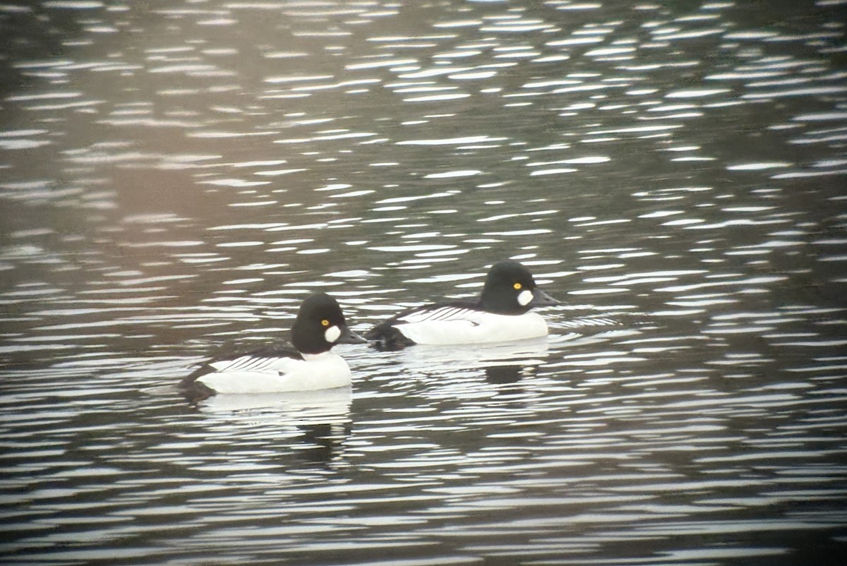 Quattrocchi - ML646876383