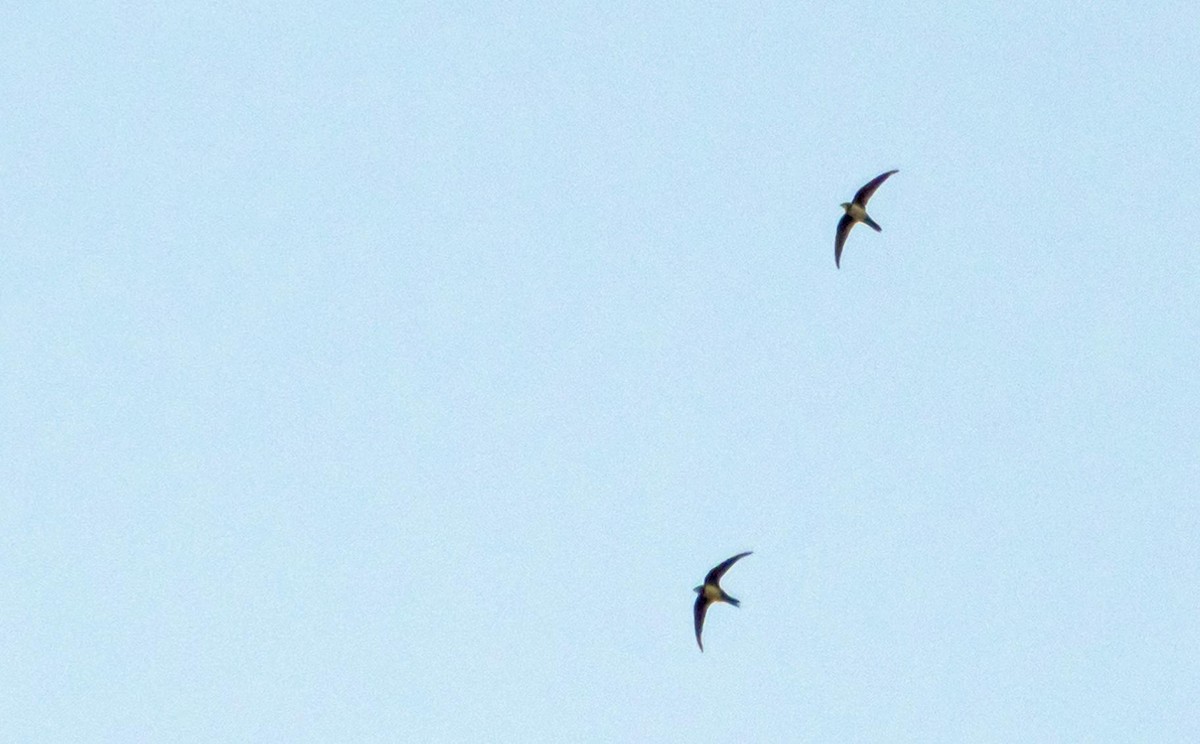 Серпокрилець білочеревий - ML646876393