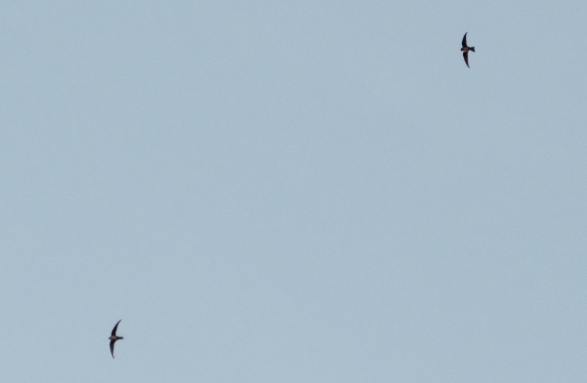 Серпокрилець білочеревий - ML646876394