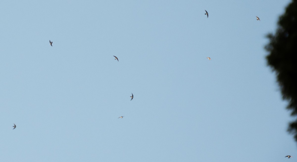 Серпокрилець білочеревий - ML646876395