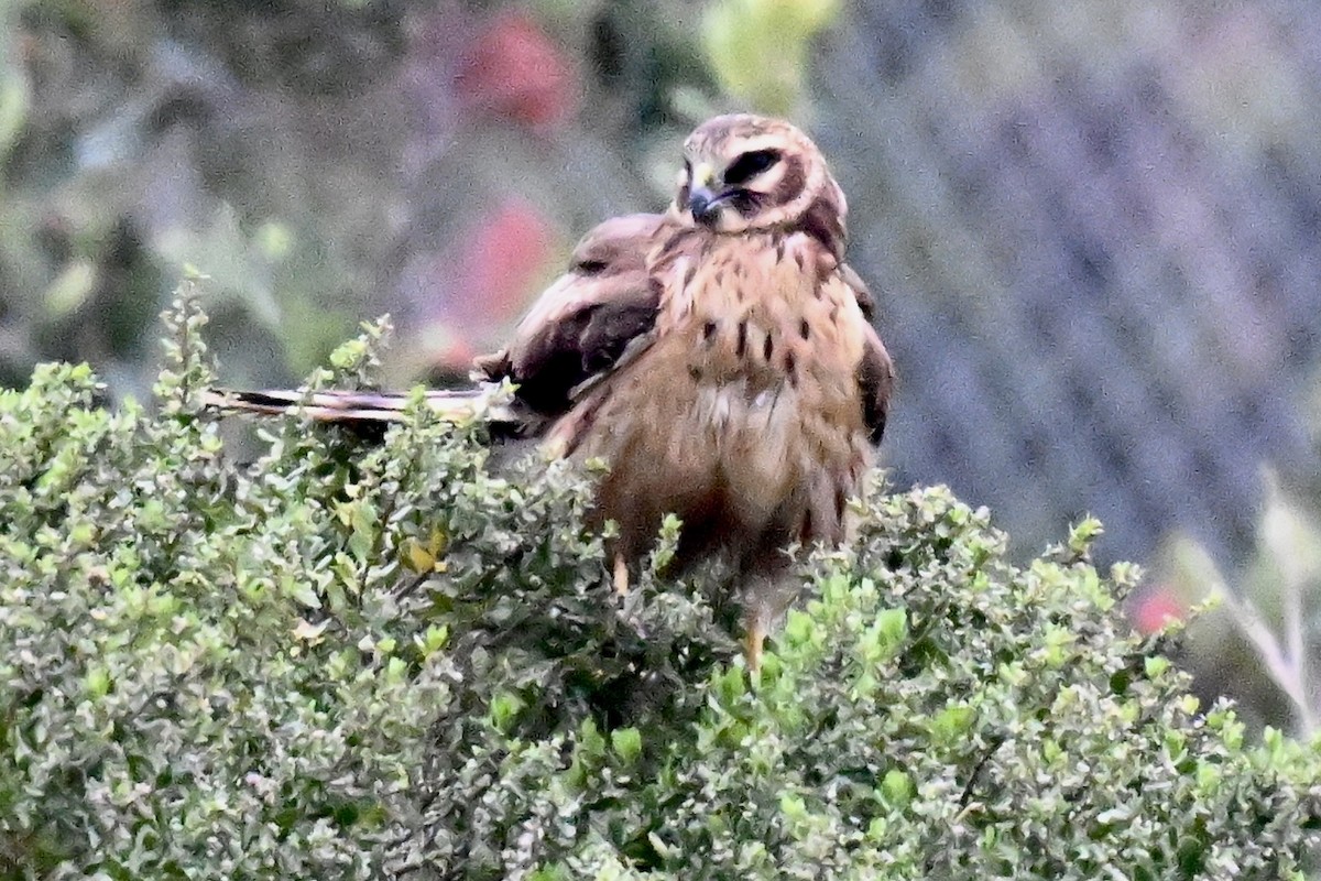 זרון אמריקני - ML646876396