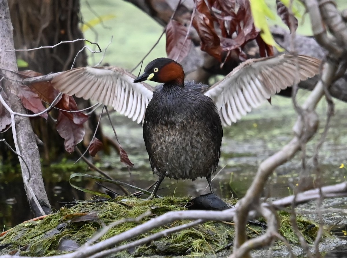 Малая поганка - ML646876402