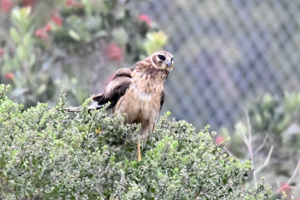 זרון אמריקני - ML646876403