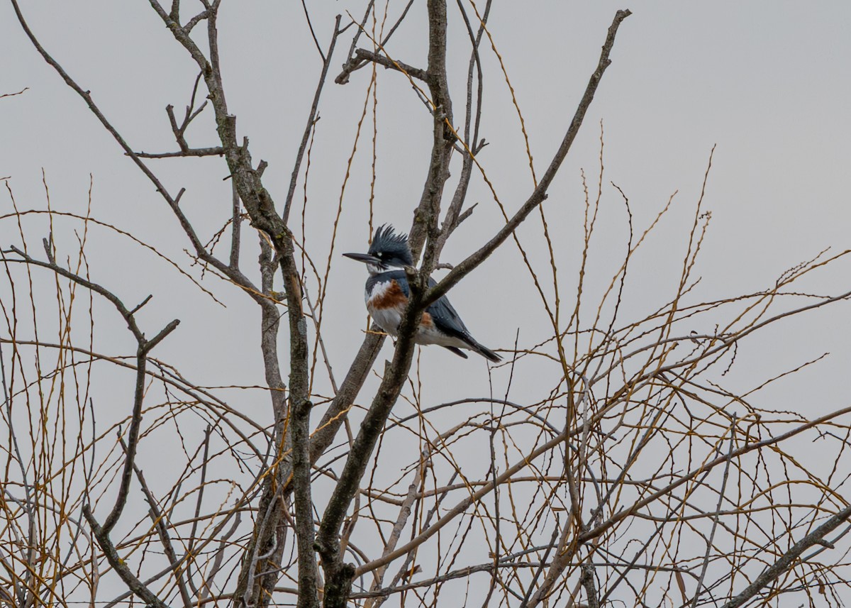 rybařík pruhoprsý - ML646876404