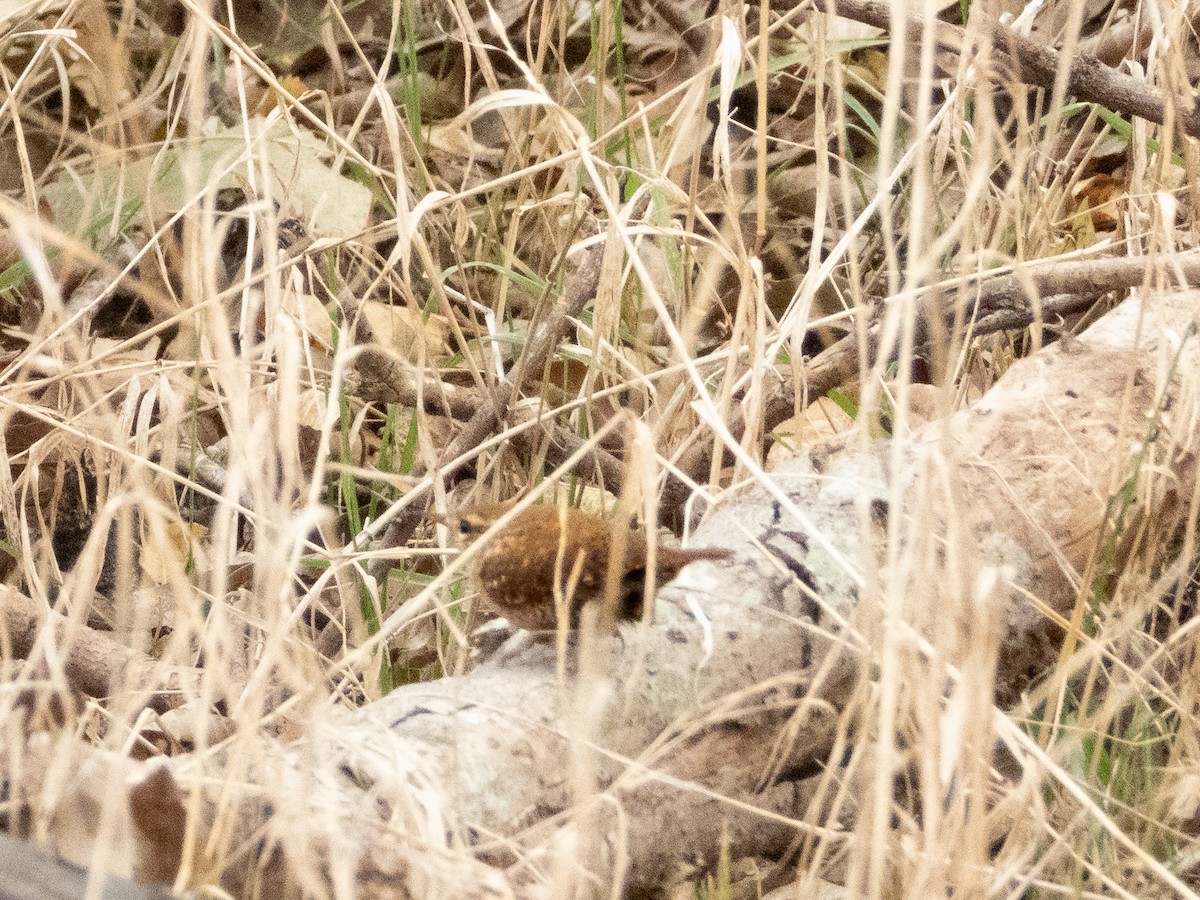 Winter Wren - ML646876405