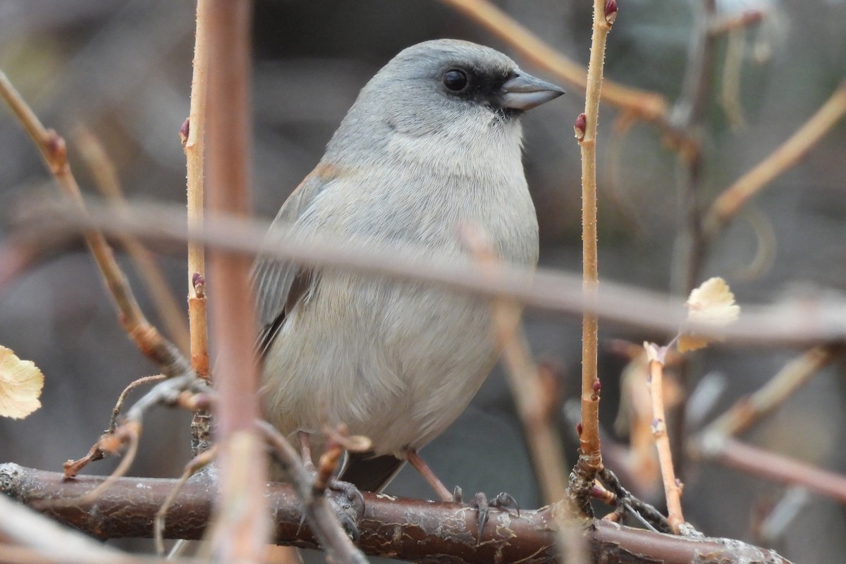 vinterjunko (dorsalis) - ML646876406