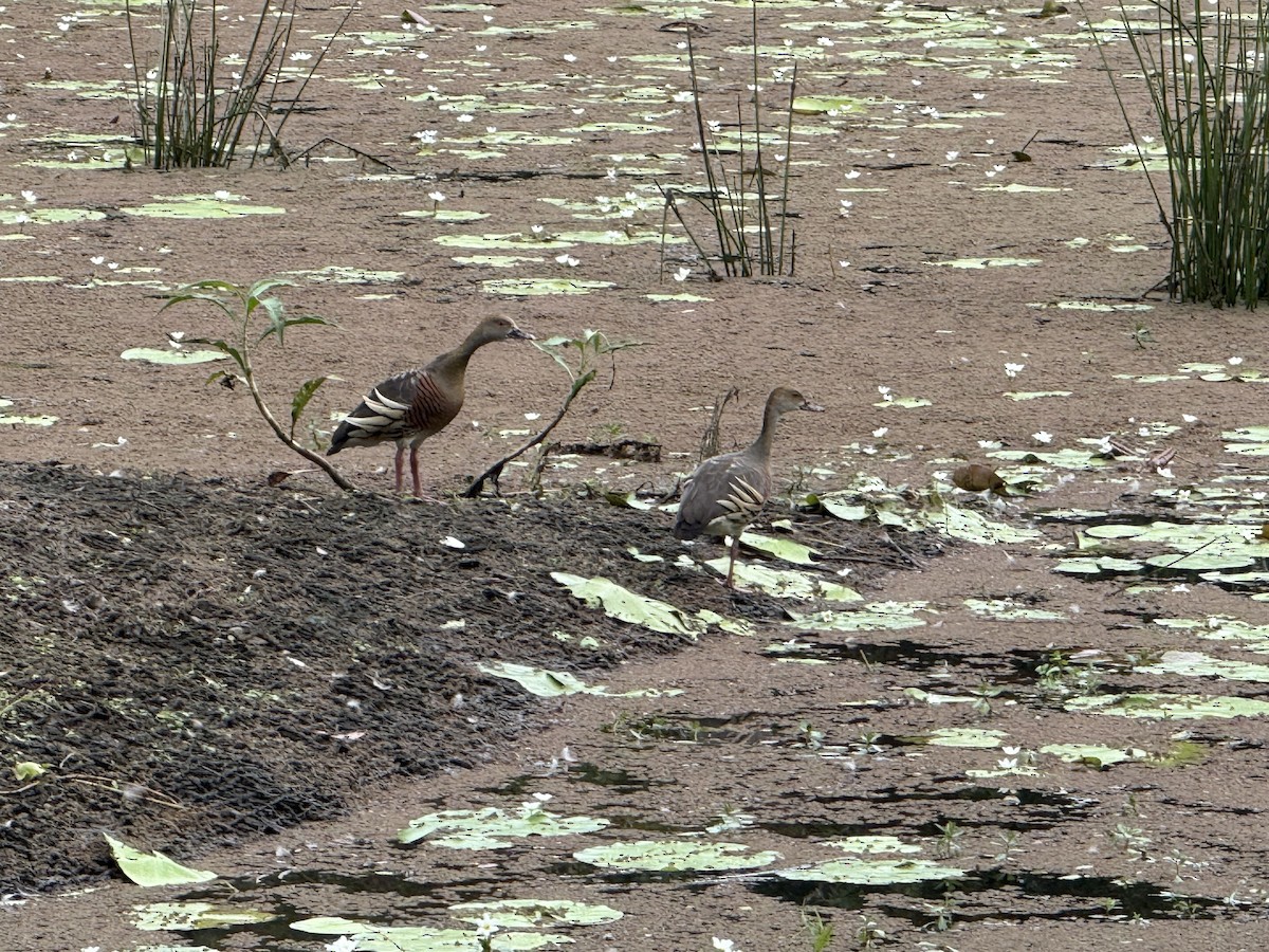 Plumed Whistling-Duck - ML646876410