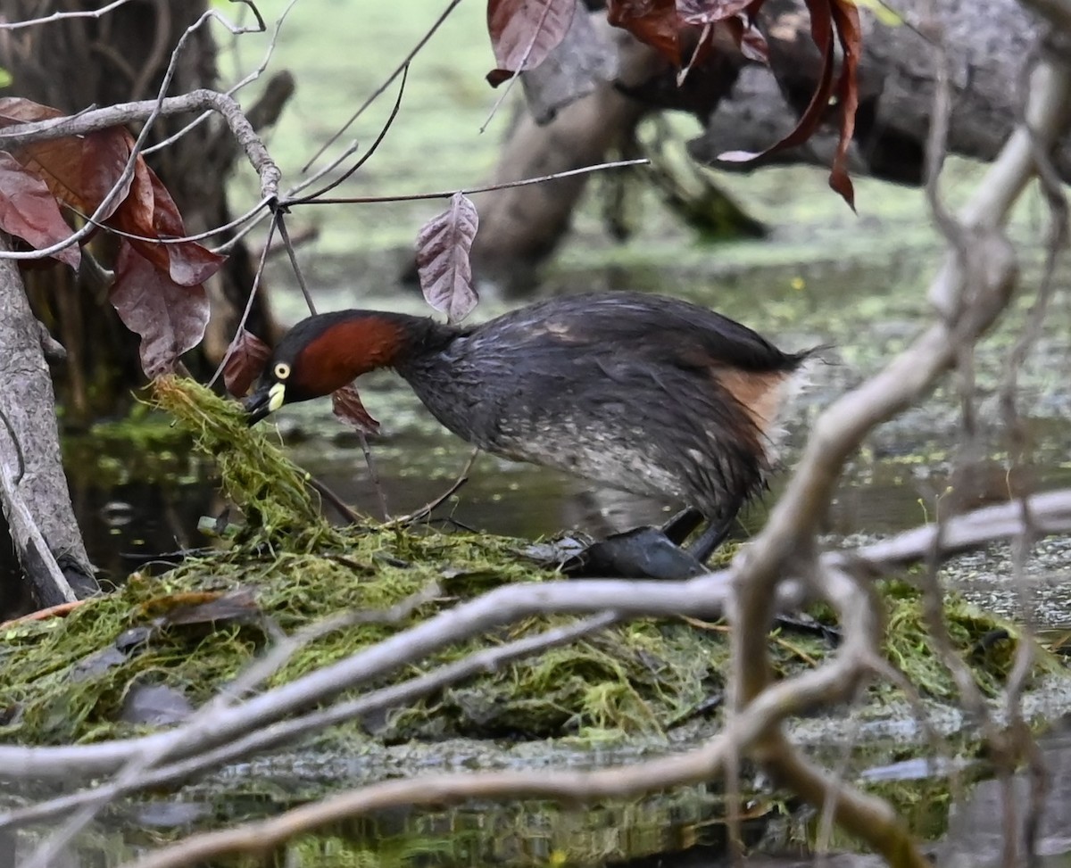 Малая поганка - ML646876413