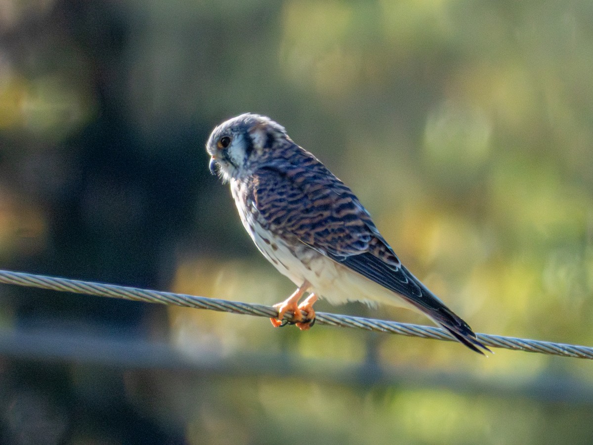 American Kestrel - ML646876419
