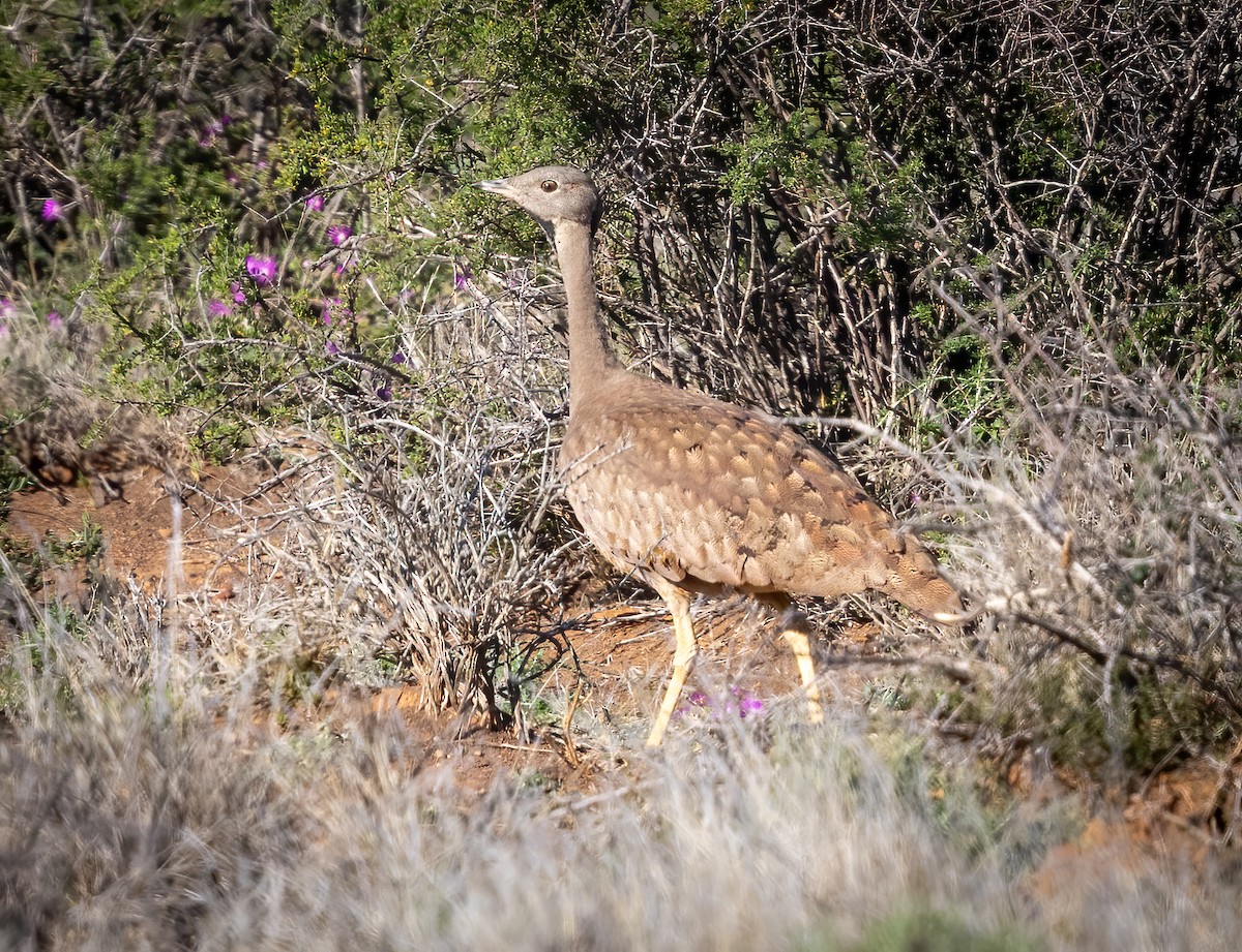 Karoo Bustard - ML646876420