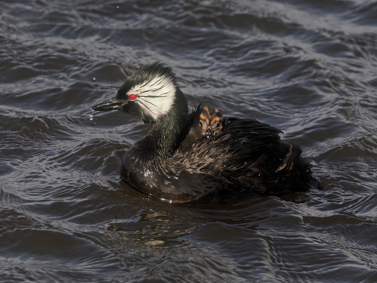 potápka bělouchá - ML646876423