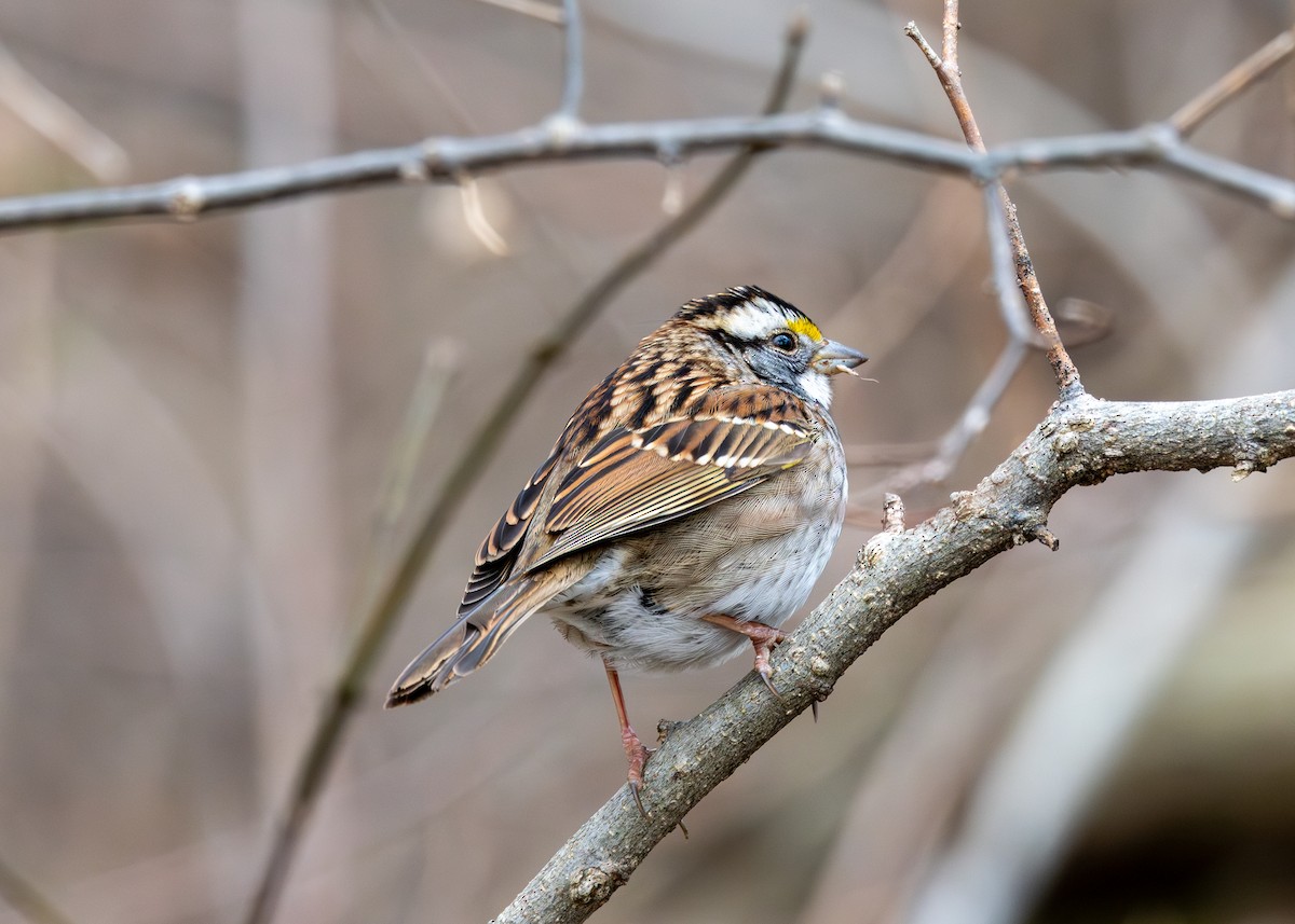White-throated Sparrow - ML646876424