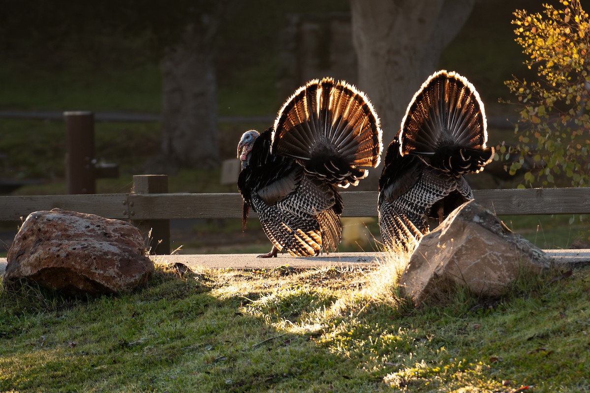 シチメンチョウ - ML646876427