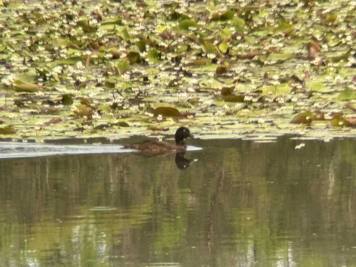 Hardhead - ML646876429