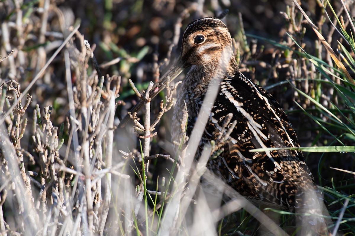 Wilson's Snipe - ML646876434