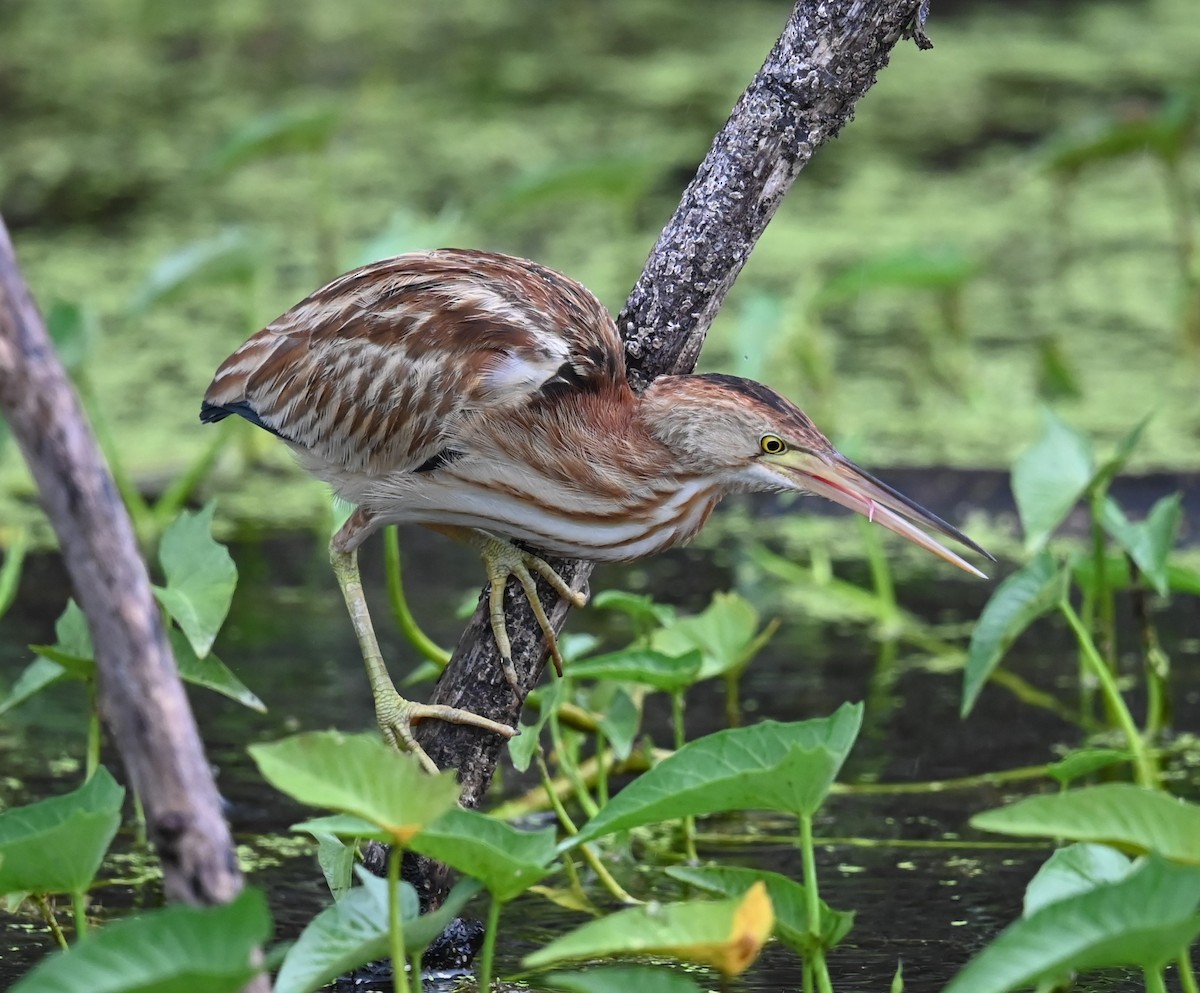 Китайский волчок - ML646876436