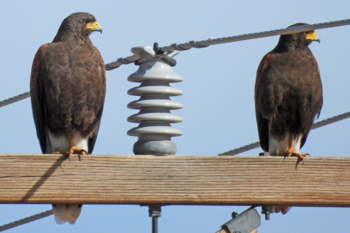 Poiana di Harris - ML646876437