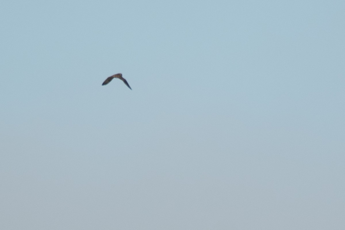 Short-eared Owl (Northern) - ML646876442