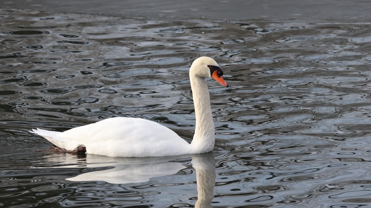 Лебідь-шипун - ML646876443