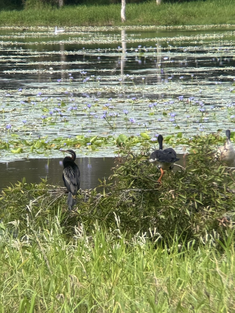 Australasian Darter - ML646876444
