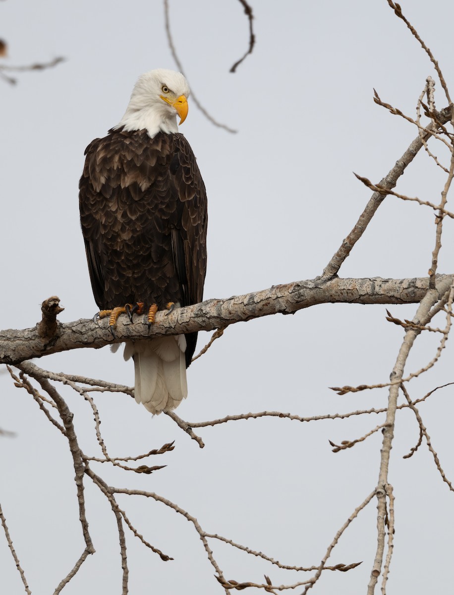 Bald Eagle - ML646876445