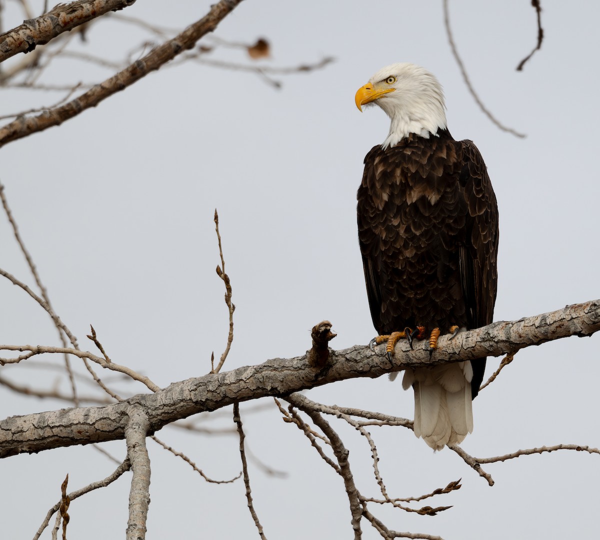 Bald Eagle - ML646876446