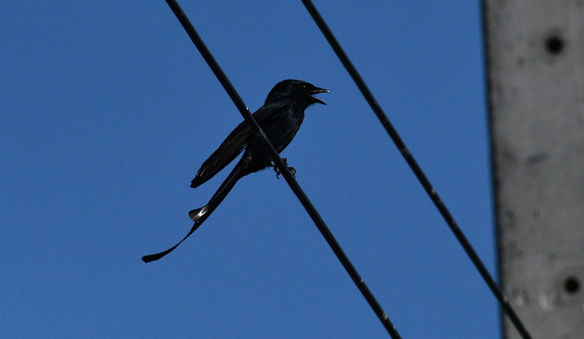 Black Drongo - ML646876447