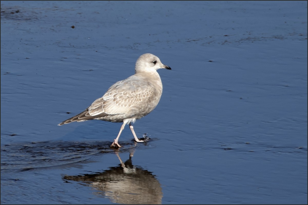 Short-billed Gull - ML646876449