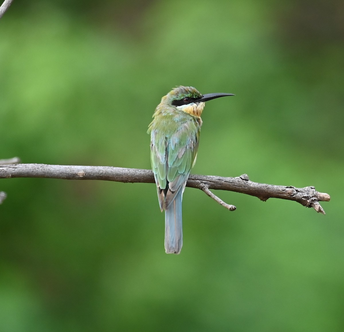 Синехвостая щурка - ML646876451