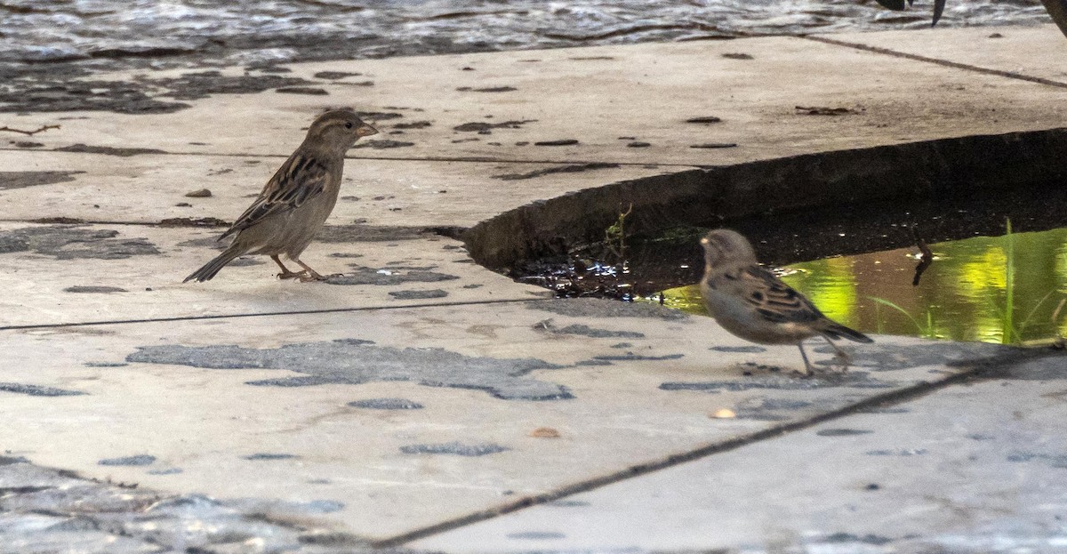 Gorrión Común - ML646876452