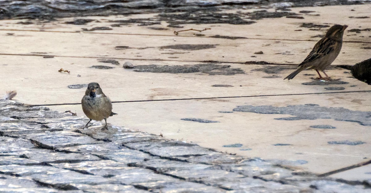 Etxe-txolarrea - ML646876453