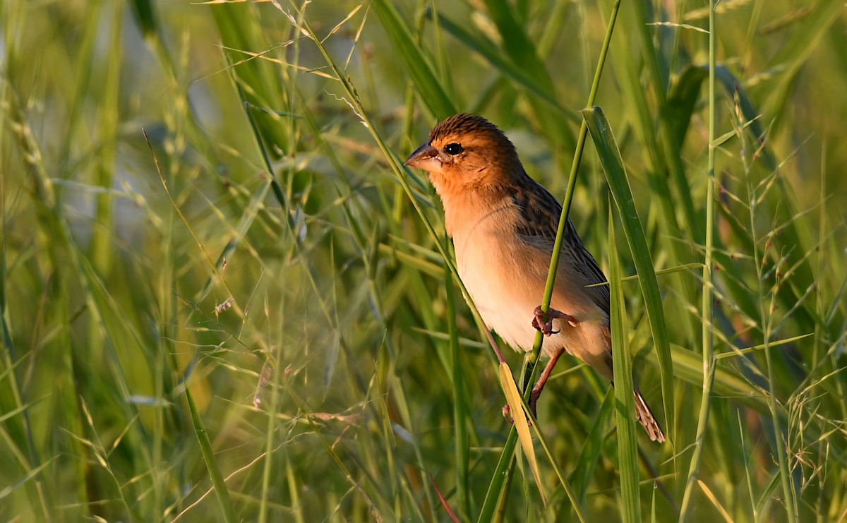 Asian Golden Weaver - ML646876454