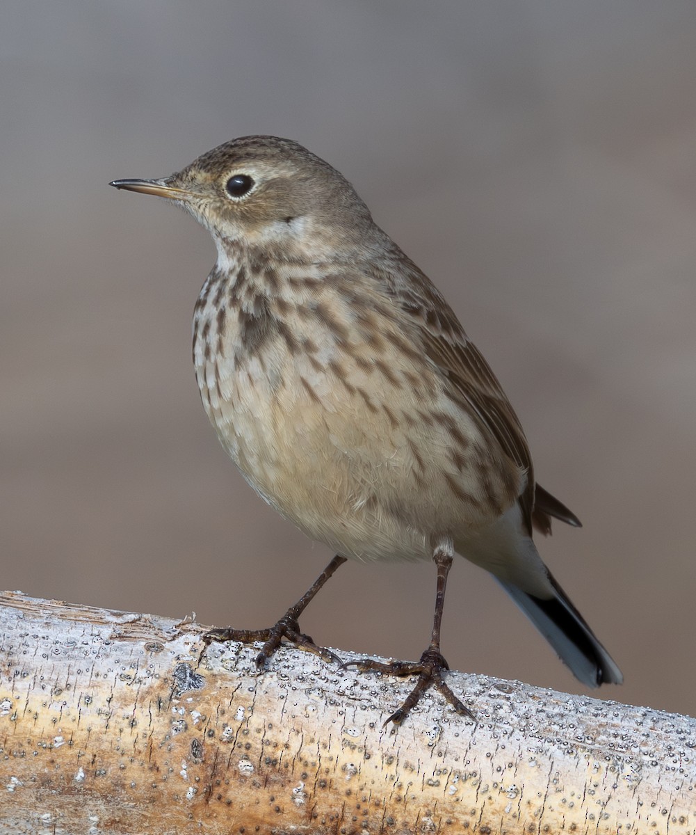 American Pipit - ML646876456