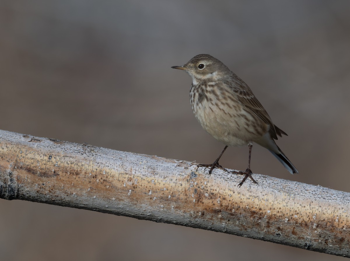American Pipit - ML646876458