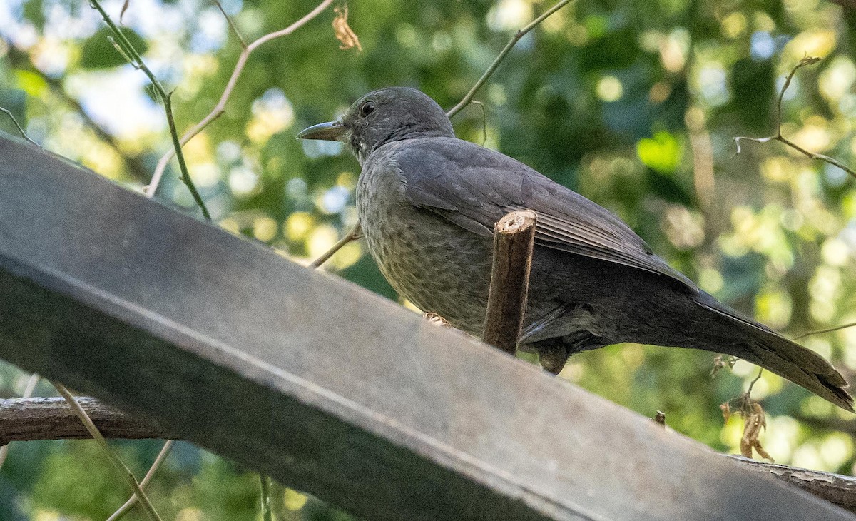 Zozo arrunta - ML646876463