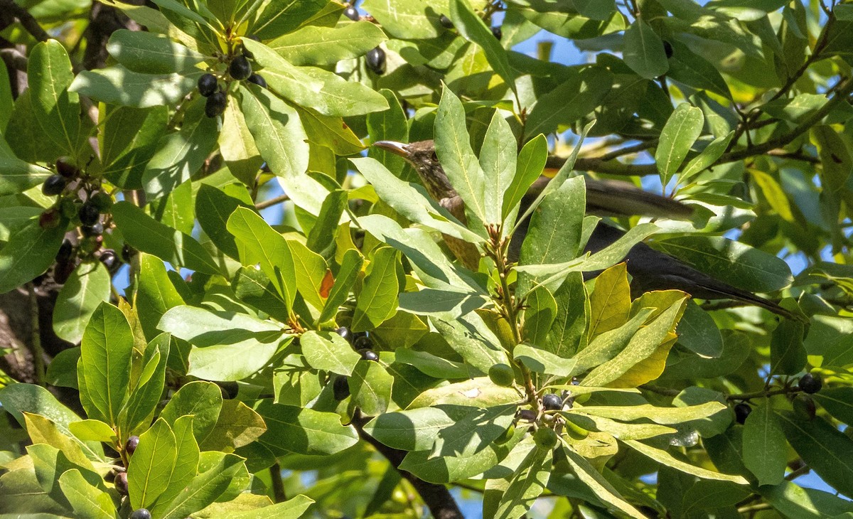 Zozo arrunta - ML646876464