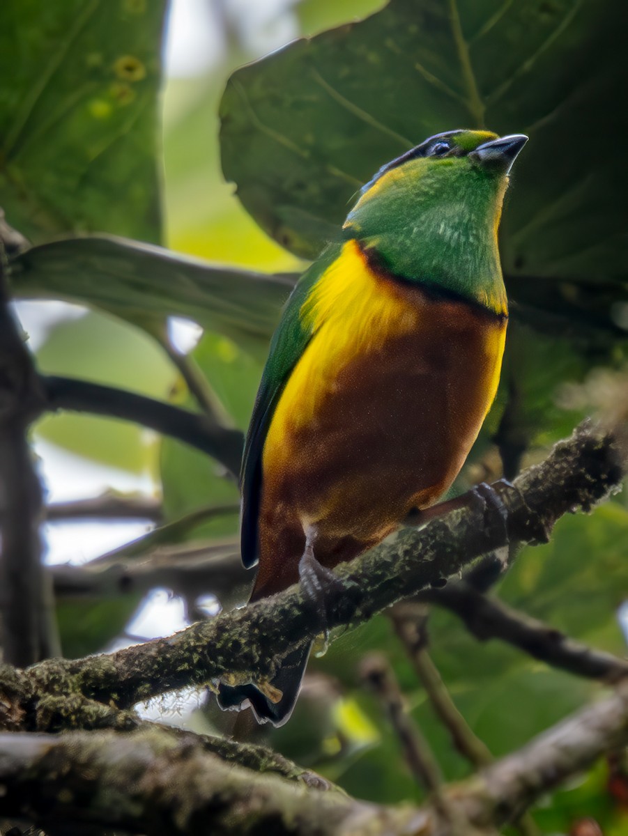 Chestnut-breasted Chlorophonia - ML646876466