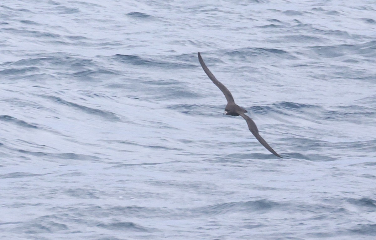 Буревісник чорний - ML646876467