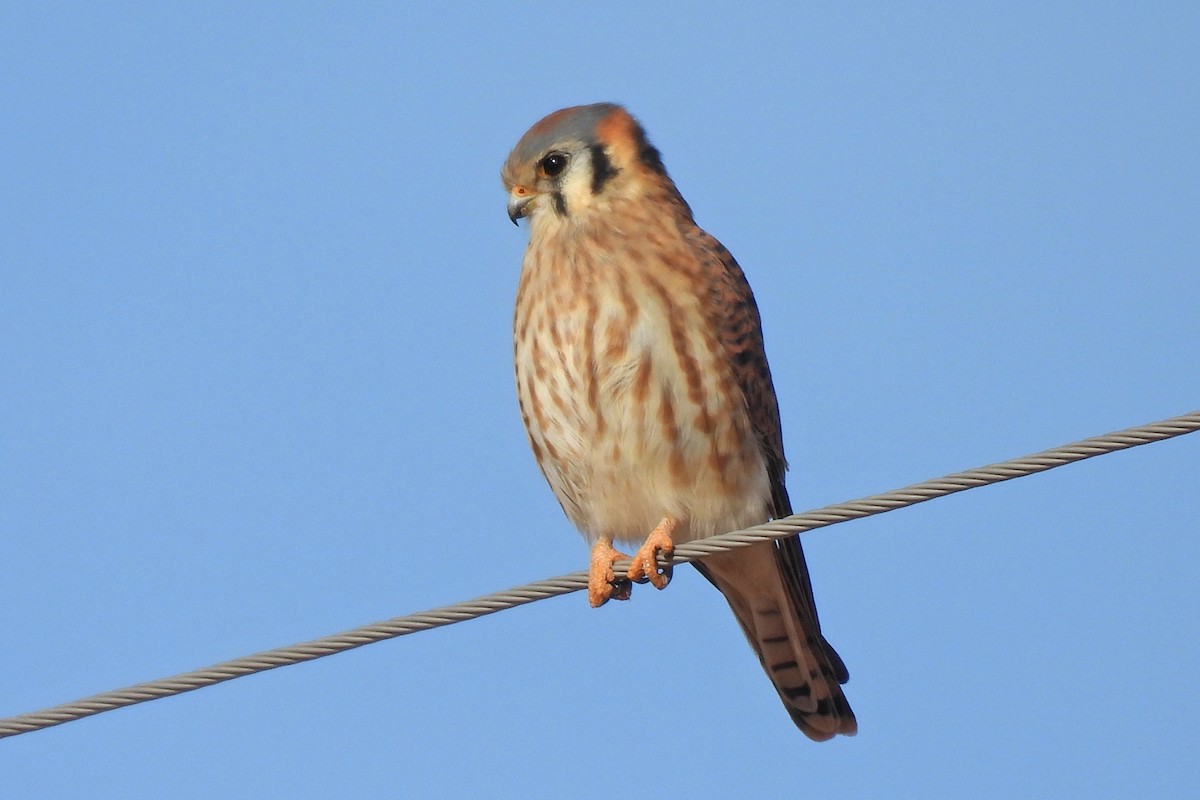 spurvefalk - ML646876468