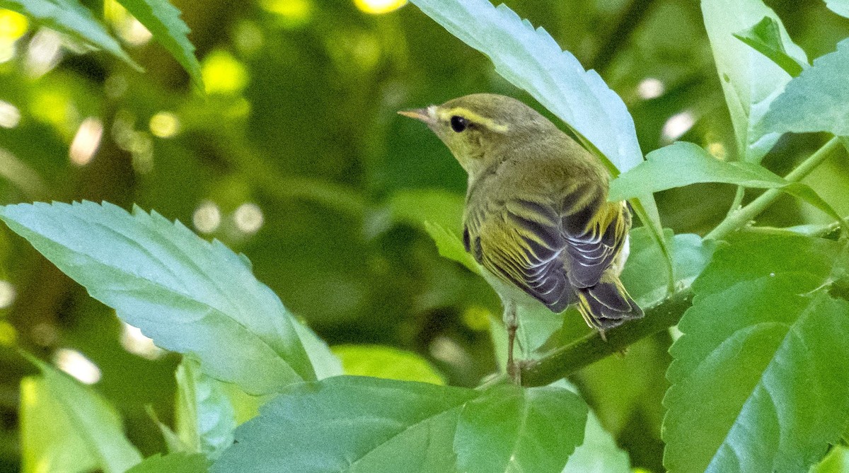 Txio txistularia - ML646876469