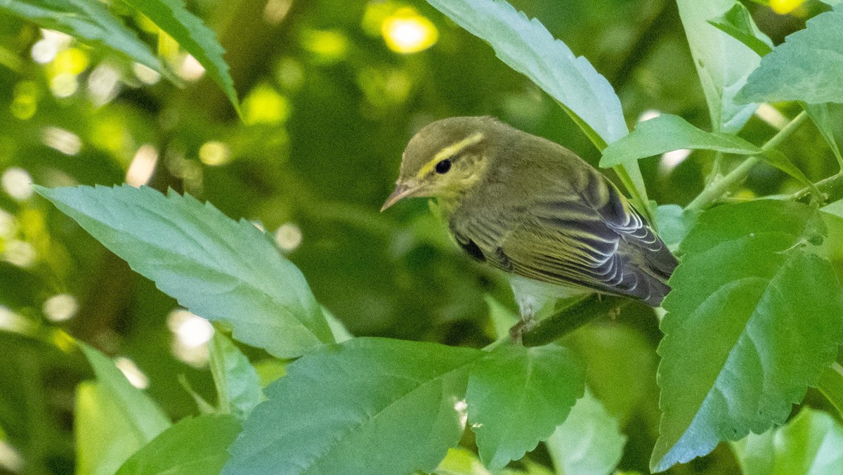 Txio txistularia - ML646876470