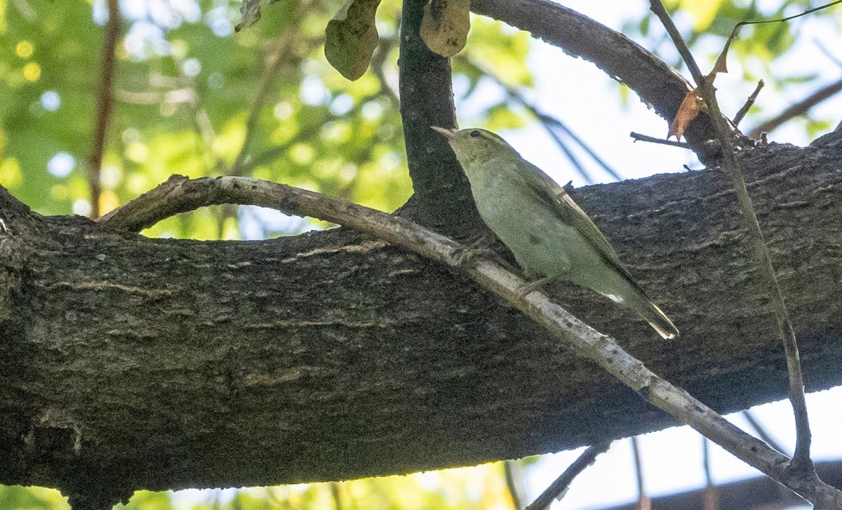 Txio txistularia - ML646876471