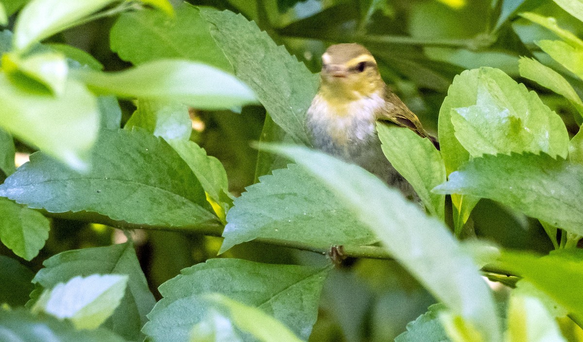 Txio txistularia - ML646876472